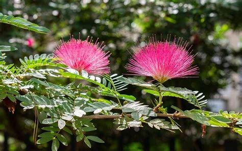 A selyemakác (Albizia) gondozása, ültetése.